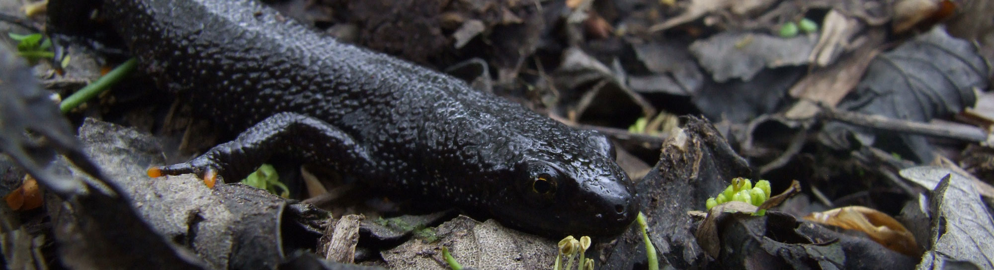 female-great-crested-newt